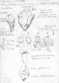 Vorschaubild Mespilodaphne pulchella var. elliptica Meisn.